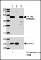 HA Tag Antibody